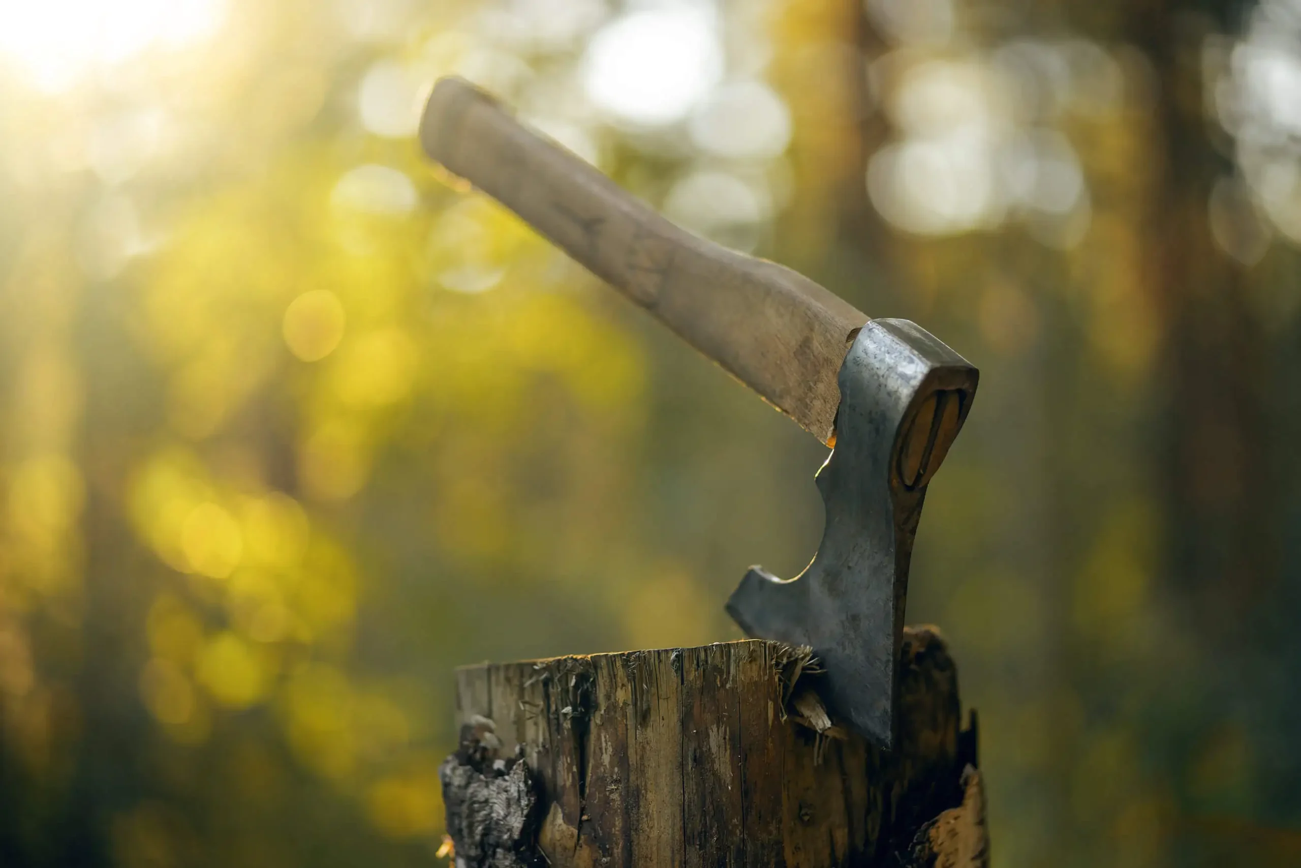 Hache plantée dans un tronc, au milieu d'une forêt